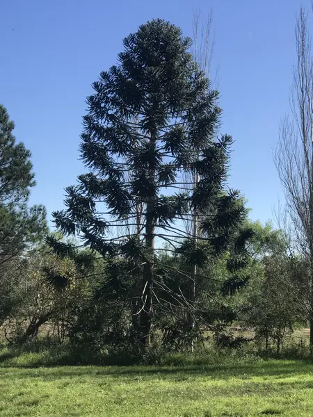 Foto 20