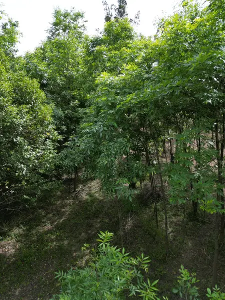 Foto 11