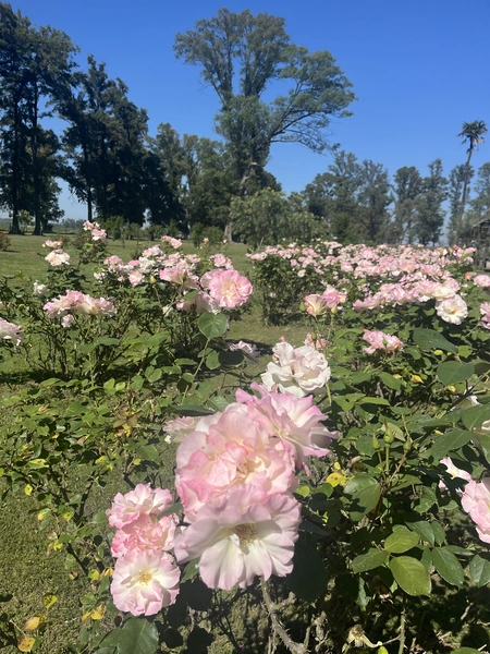 IMG_2085.jpeg