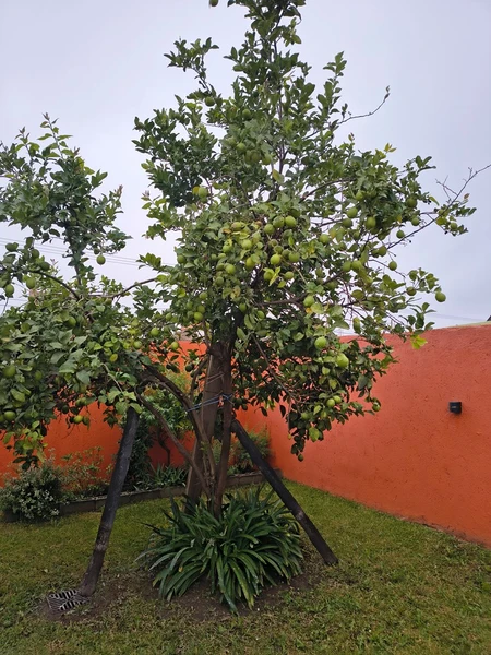 Foto 19