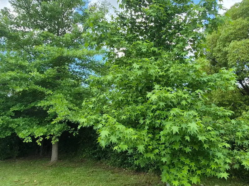 Foto 63