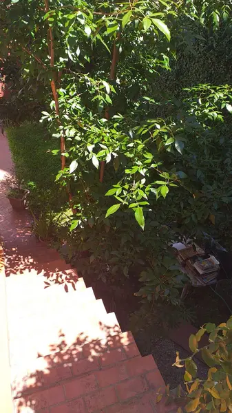 Foto 12