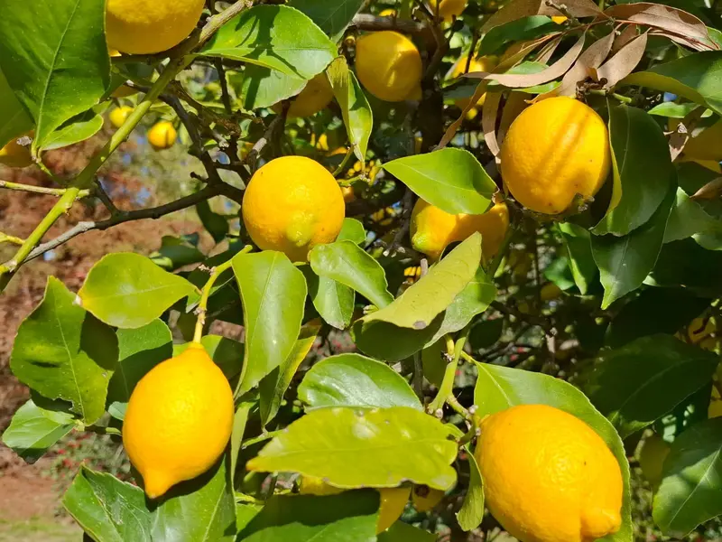 Foto 41