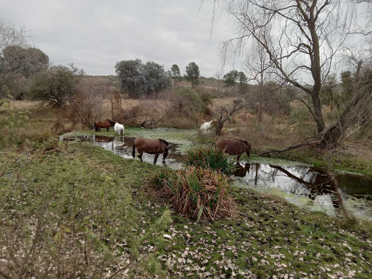 Terreno en Venta en Cabalango, 33 Ha., con arroyo. - foto 2