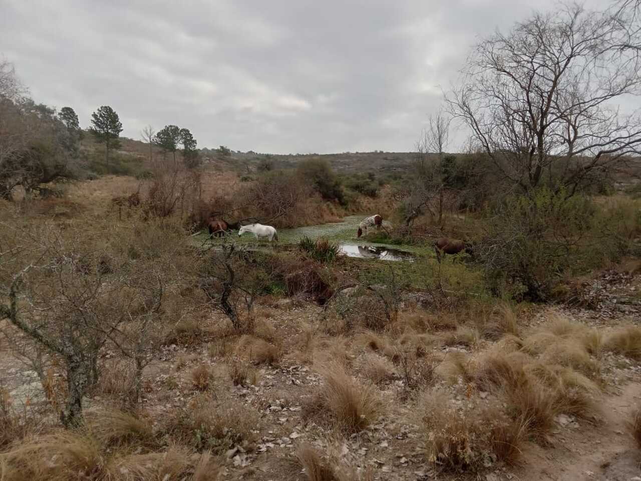 Terreno en Venta en Cabalango, 33 Ha., con arroyo. - foto 5