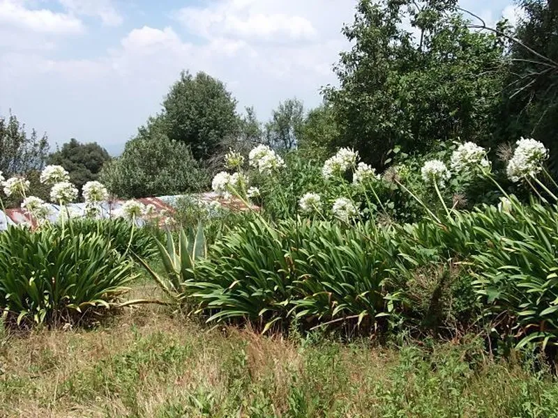 Lote en venta · Aurora, Isidro Fabela, Estado de México