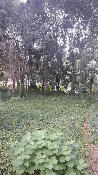 Foto 48