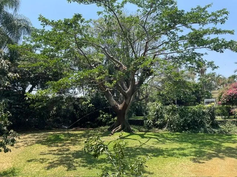 Foto 11