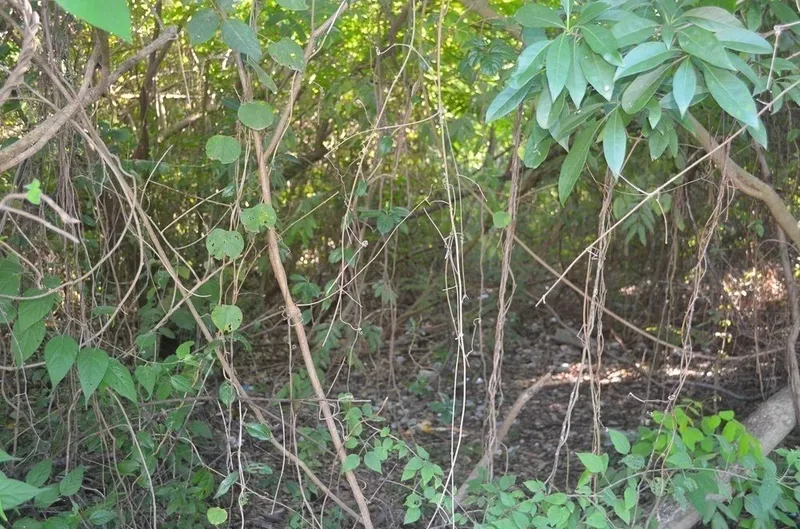 Lote en venta · Tulum Centro, Tulum, Quintana Roo