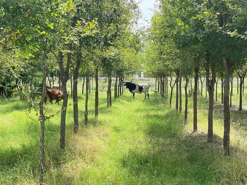 Casa en venta · Soledad Herrera, Cadereyta Jiménez, Nuevo León