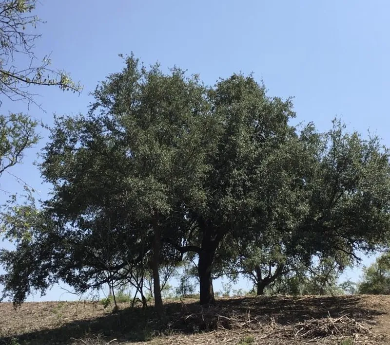 Lote en venta · El Barrial, Santiago, Nuevo León