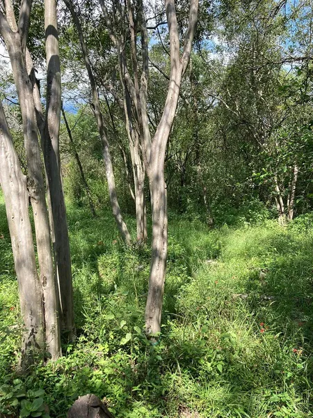 Foto 6
