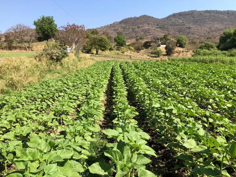 Lote en venta · Ahuacatlán, Zumpahuacán, Estado de México