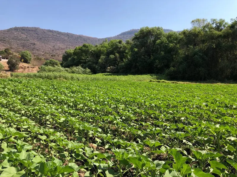 Lote en venta · Ahuacatlán, Zumpahuacán, Estado de México