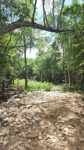 Lote en venta · Tulum, Quintana Roo Lote en venta · Tulum, Quintana Roo