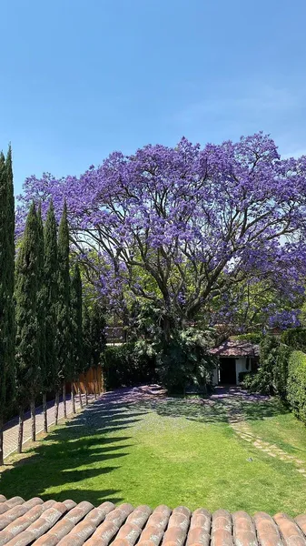 Casa en renta · Lomas de Chapultepec I Sección, Lomas de Chapultepec, Chapultepec, Miguel Hidalgo, Ciudad de México
