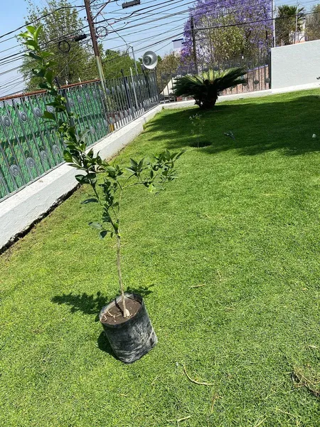 Foto 7