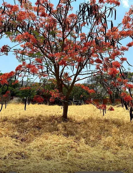 Lote en venta · Tamoanchan, Jiutepec, Morelos