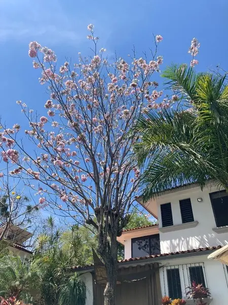 Foto 45