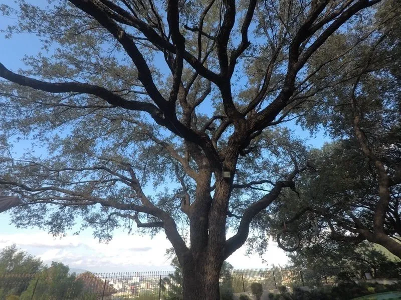 Foto 51