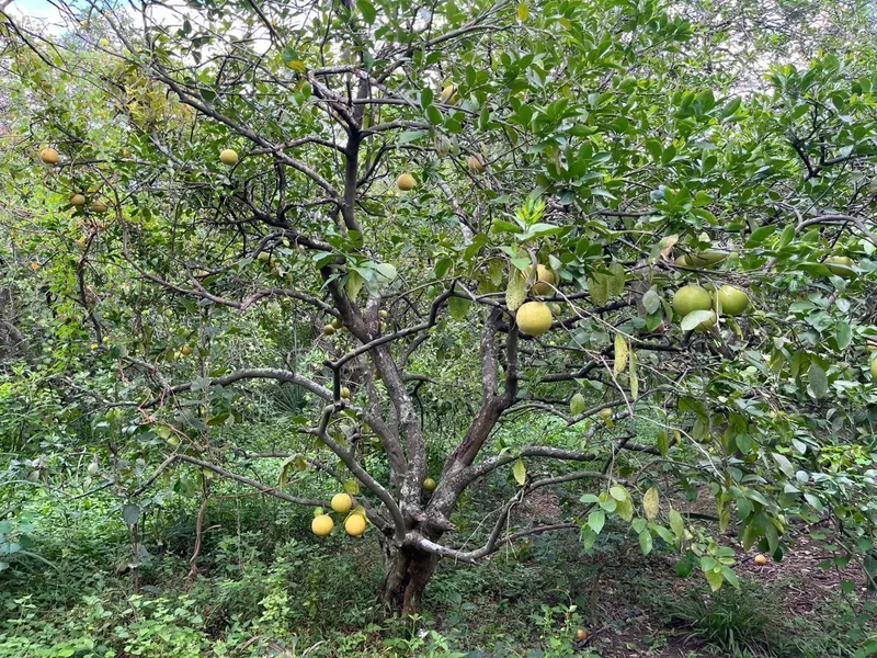 Foto 12