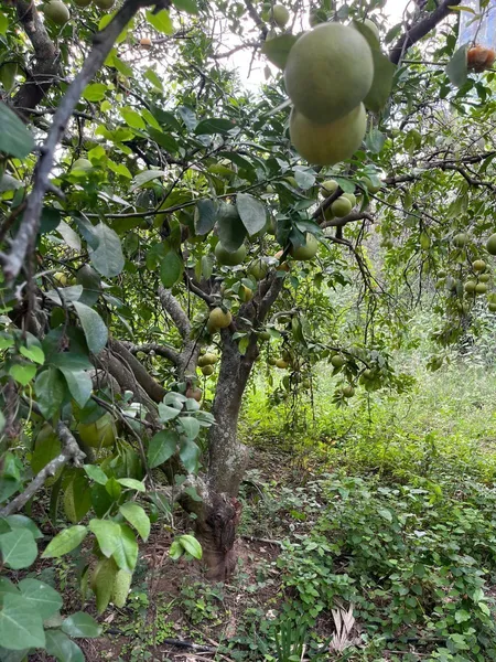Foto 14