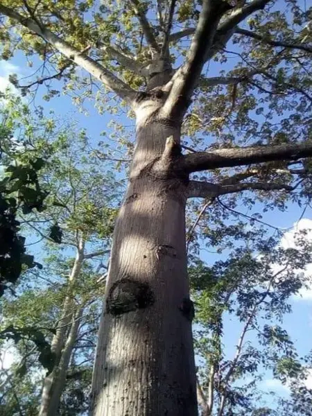 Foto 9
