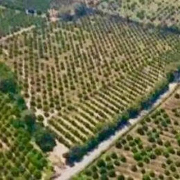 Lote en venta · Linares Centro, Linares, Nuevo León