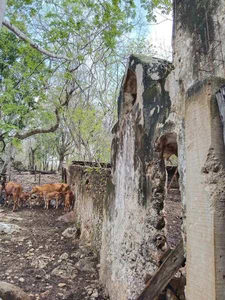Casa en venta · Espita, Espita, Yucatán
