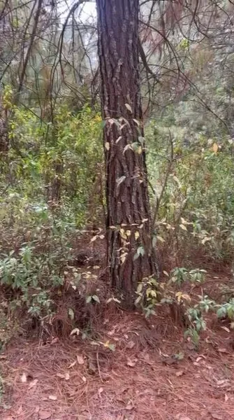 Lote en venta · Temascaltepec de González, Temascaltepec, Estado de México