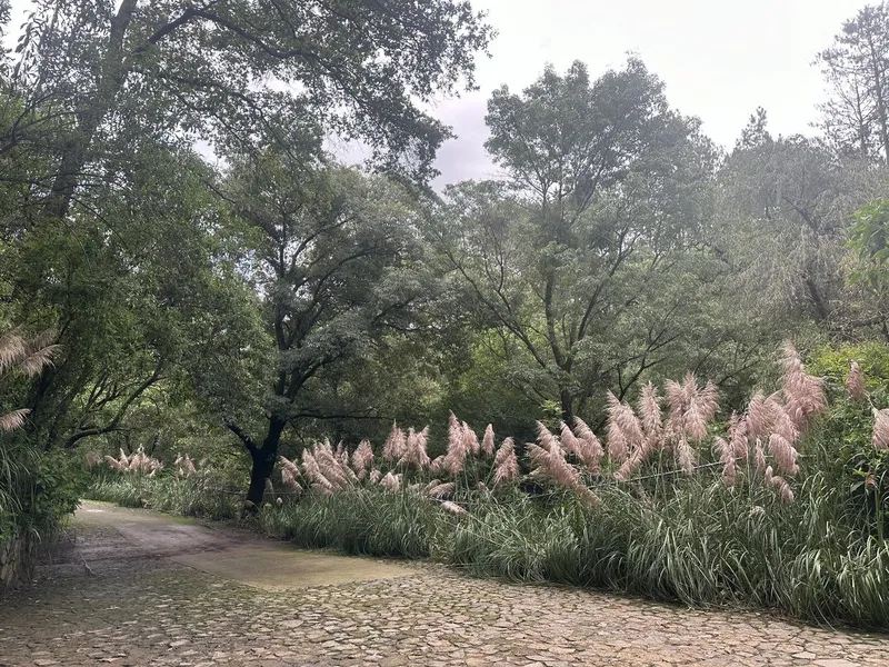 Lote en venta · Contadero, Cuajimalpa de Morelos, Ciudad de México