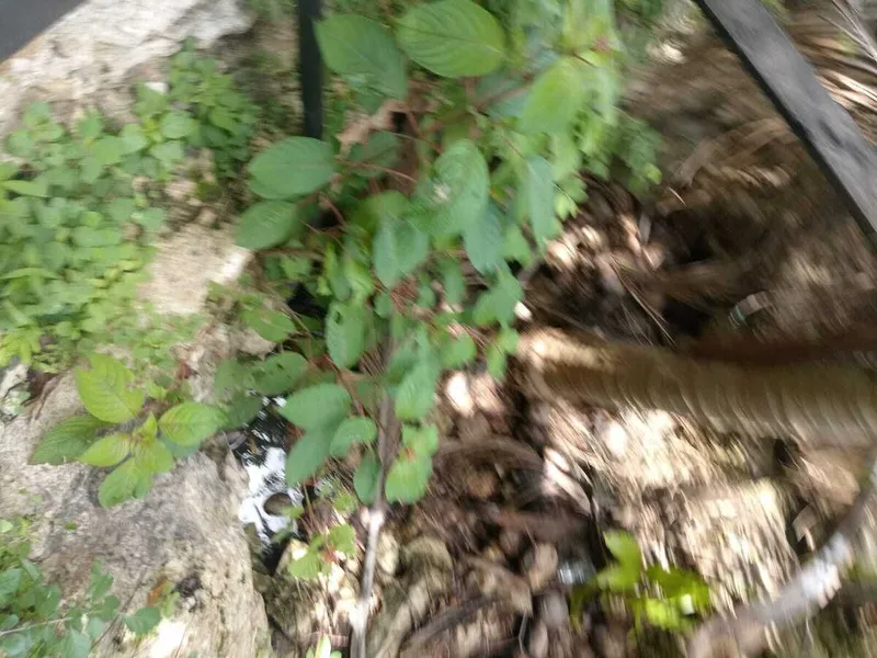 Foto 7