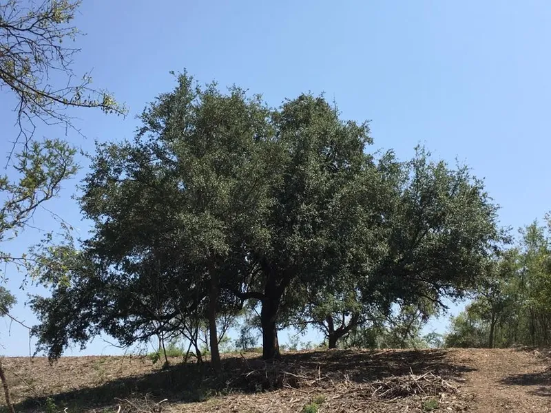Lote en venta · El Barrial, Santiago, Nuevo León Lote en venta · El Barrial, Santiago, Nuevo León