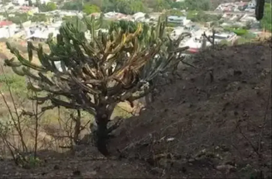 Foto 6