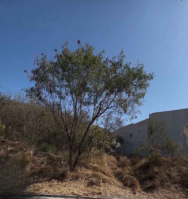 Lote en venta · Bosquencinos, Monterrey, Nuevo León Lote en venta · Bosquencinos, Monterrey, Nuevo León